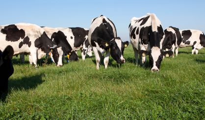 Updated bovine TB-free strategy published